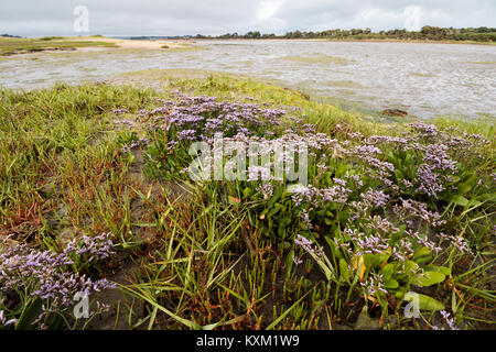 Strandflieder (Limonium vulgare) am Ufer des Poole Harbour. Dorset, Großbritannien. Stockfoto