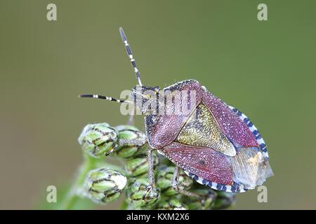 Schlehe Dolycoris baccarum, Bug, ist eine Pflanzenart aus der Gattung der shield Bug in der Familie Pentatomidae. Stockfoto