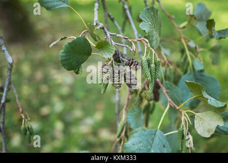 Alnus glutinosa Stockfoto