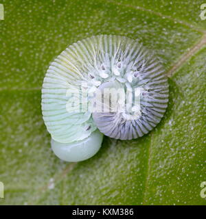 Larve der Birke Blattwespen, Cimbex femoratus Stockfoto