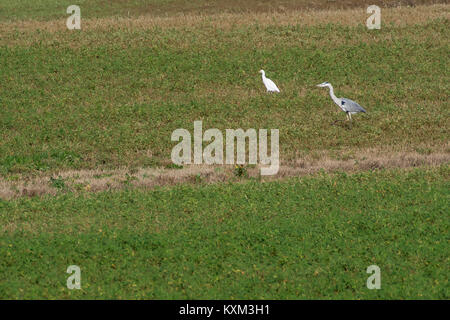 Großen weißen und grauen Reiher zusammen in einem Feld Stockfoto