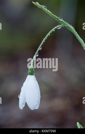 Tau drapiert langen blütenstiels und einzelne Blume der Winter blühende Schneeglöckchen, Galanthus elwesii var. monostictus "Fliegenfischen" Stockfoto