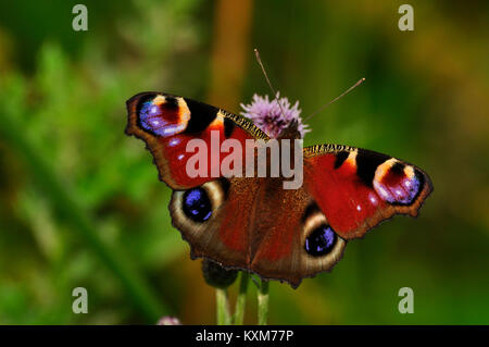 Tagpfauenauge, Inachis io, gemeinsamen Wohnsitz, lebhafte Farben. Stockfoto
