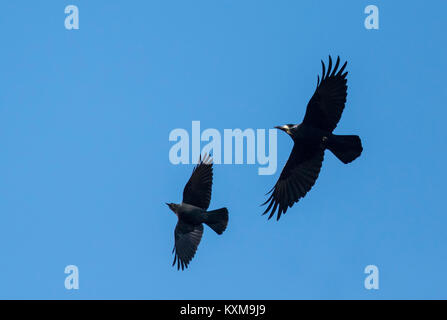 Dohlen (Corvus monedula) und Saatkrähe (Corvus frugilegus) im Flug Stockfoto