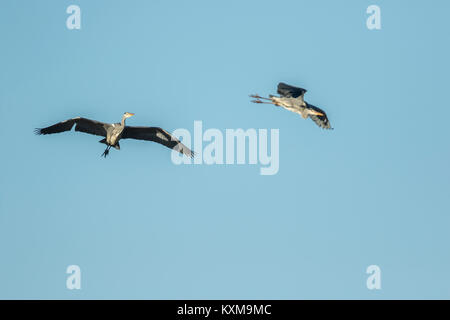 Zwei Graureiher (Ardea cinerea) im Flug Stockfoto