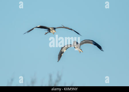 Zwei Graureiher (Ardea cinerea) im Flug Stockfoto