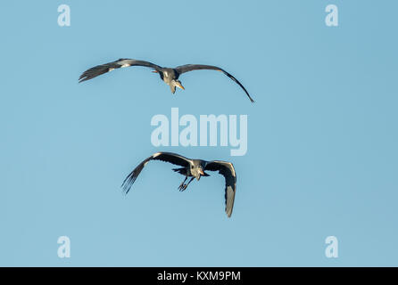 Zwei Graureiher (Ardea cinerea) im Flug Stockfoto