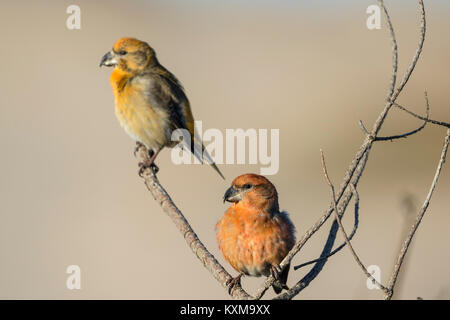 Papagei (Loxia Crossbil pytyopsittacus) Jungen und erwachsenen Männern in Pine Tree thront, Stockfoto