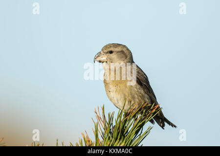 Papagei (Loxia Crossbil pytyopsittacus) erwachsenen weiblichen im Pine Tree thront, Stockfoto