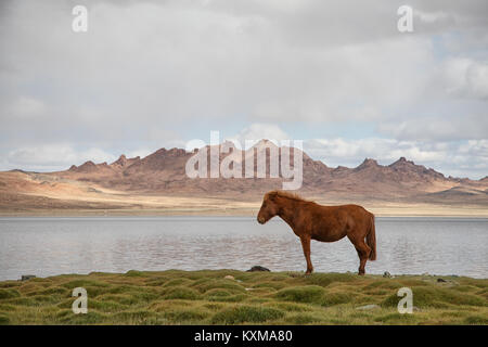 Mongolische Pferd denken über Reiten und Sachen, die durch den See Stockfoto