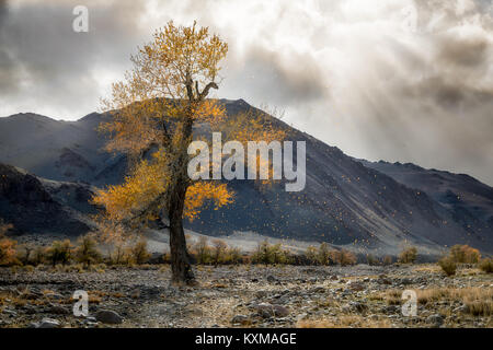 Mongolei gelbe Blätter Baum Herbst Landschaften River Bank Sonnenstrahlen Stockfoto