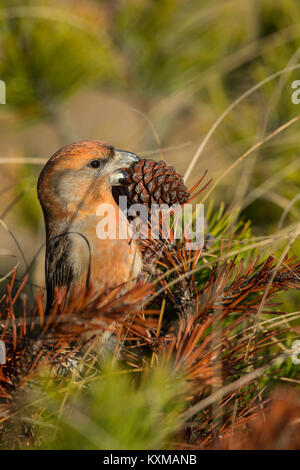 Parrot Gegenwechsel (Loxia pytyopsittacus) männlichen Erwachsenen essen Saatgut aus Kiefer Stockfoto