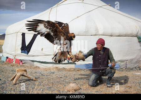 Kasachisch Mongolisch Golden Eagle Hunter Training üben Mongolei traditionellen Lebensstil fox Hunter Stockfoto