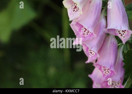 Rosa Blume Fingerhut Stockfoto