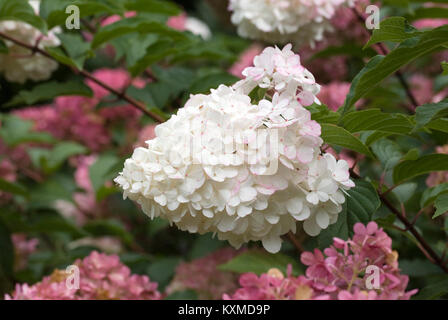 Hydrangea paniculata Vanille Fraise 'Blumen'. Stockfoto