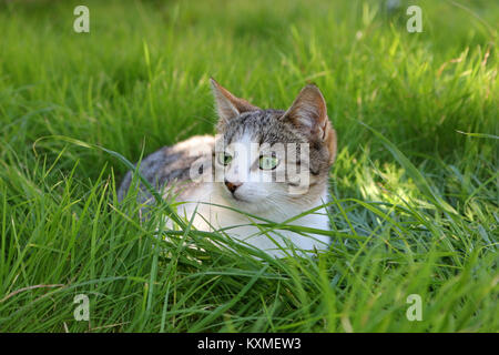 Hauskatze, schwarz tabby White, liegen auf einer grünen Wiese Stockfoto