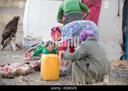 Mongolische Eagle Hunter Familie butchering Schaffleisch Mongolei ger Stockfoto