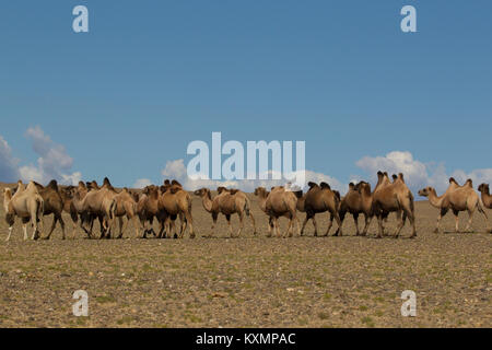 Herde der baktrischen Kamel (camelus bactrianus) zu Fuß über die Wüste Landschaft, Khovd, Mongolei Stockfoto