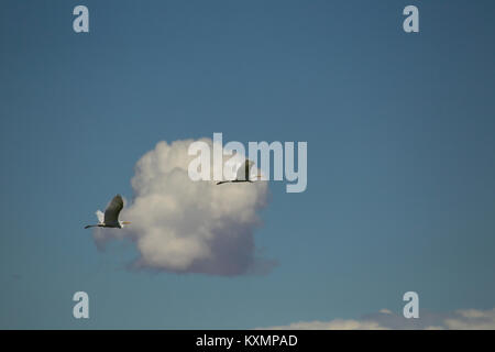 Zwei große Reiher (Ardea alba) fliegen in blauer Himmel mit Wolken, Khovd, Mongolei Stockfoto