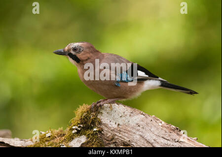 Eurasischen Eichelhäher (Garrulus glandarius) auf Ast, Slowenien Stockfoto