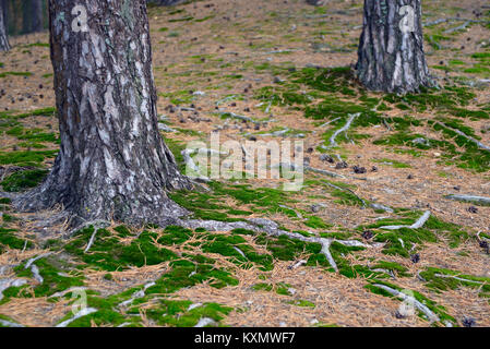 Land in der Nähe der Stämme der Kiefern mit Wurzeln, Moos und Zapfen Stockfoto
