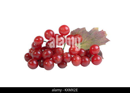 Viburnum Beeren isoliert auf weißem Stockfoto