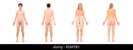 Diese anatomische Referenz veranschaulicht die oberflächlichen Strukturen des menschlichen Körpers und zeigt sowohl die männliche als auch die weibliche Anatomie für pädagogische und medizinische Zwecke. Stockfoto