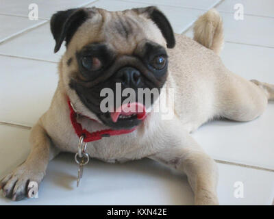 Foto eines kitzfarbenen Mops, der sich hinlegt und die physischen Eigenschaften und die typische Haltung der Rasse zeigt Stockfoto