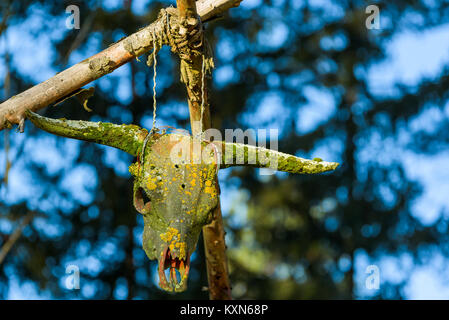 Alte longhorn Kuh Schädel voll von Flechten nach Jahren im Freien. Hier hängen von gebunden Holzstäbchen. Blauer Himmel und Bäume im Hintergrund. Bu Stockfoto