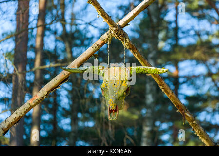 Alte longhorn Kuh Schädel voll von Flechten nach Jahren im Freien. Hier hängen von gebunden Holzstäbchen. Blauer Himmel und Bäume im Hintergrund. Bu Stockfoto