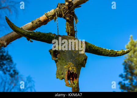 Alte longhorn Kuh Schädel voll von Flechten nach Jahren im Freien. Hier hängen von gebunden Holzstäbchen. Blauer Himmel und Bäume im Hintergrund. Bu Stockfoto