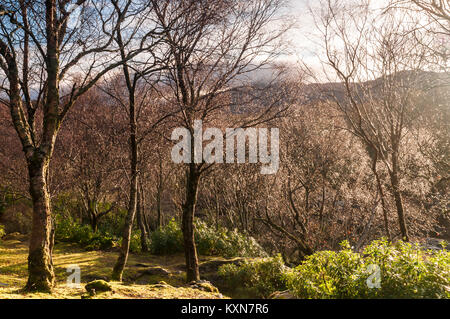 Ein Blick durch die Bäume auf Loch Sunart mit die Sonne scheint, Ardnamurchan, Lochaber, Schottland. 26. Dezember 2017. Stockfoto