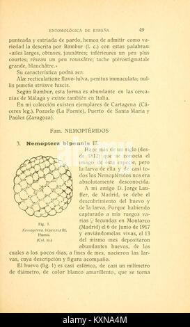 Boletín de la Sociedad entomológica de España (Seite 49) BHL 12522438 Stockfoto