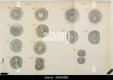 Bollettino della Società Adriatica di Regional naturali in Triest BHL 35475554 Stockfoto