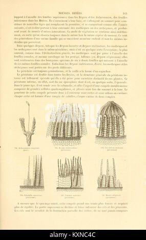 Botanique cryptogamique, ou Histoire des familles naturelles des Plantes inférieures (Seite 165) BHL 4302398 Stockfoto
