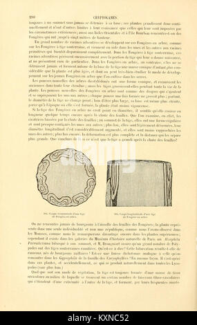 Botanique cryptogamique, ou Histoire des familles naturelles des Plantes inférieures (Seite 190) BHL 4302454 Stockfoto