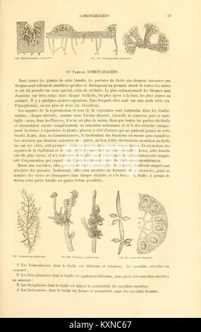 Botanique cryptogamique, ou Histoire des familles naturelles des Plantes inférieures (Seite 51) BHL 4302280 Stockfoto