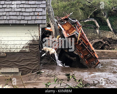 Montecito, USA. 9 Jan, 2018. Eine Suche Hund sieht für die Opfer in einem beschädigten Haus in Montecito, Kalifornien, USA, Jan. 9, 2018. Mindestens 17 Menschen, darunter auch Kinder, wurden getötet und Dutzende Häuser zerstört, wie Schlammlawinen hit Südkalifornien, noch von den Auswirkungen der verheerenden Waldbrände reeling, lokale Behörden sagte Mittwoch. Credit: Mike Eliason/Santa Barbara County Feuerwehr-/Xinhua/Alamy leben Nachrichten Stockfoto