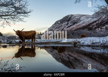 Highland Kühe im Winter Stockfoto