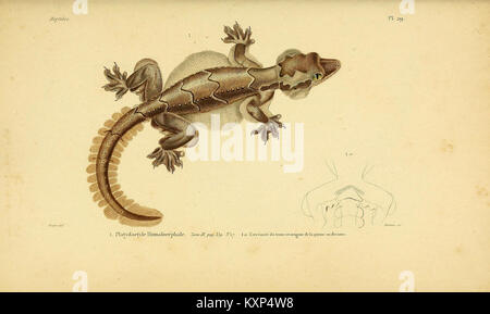 Erpétologie générale, ou Histoire Naturelle complète des Reptilien (5982402080) Stockfoto