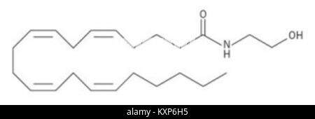 Molekulare Struktur von N-Arachidonoylethanolamin (Anandamid, AEA), einem am menschlichen Endocannabinoidsystem beteiligten Neurotransmitter. Stockfoto