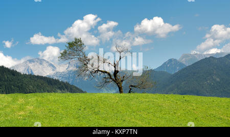 Verbreitung beat-up einsamer Baum auf grünem Gras in den Bergen Stockfoto