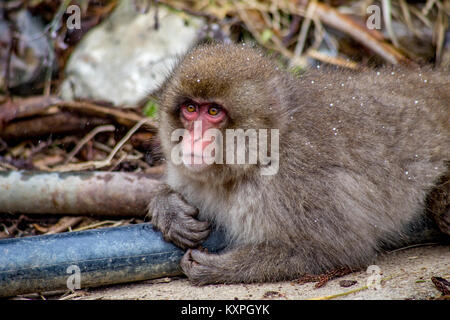Eine japanische macaque sitzt auf ein Rohr, das heiße Wasser aus Quellen in den Bergen zu den vielen Japanischen Gasthäuser und Bäder in der Nähe vill Stockfoto