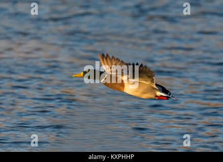 Mallard Drake im Flug über Wasser Stockfoto