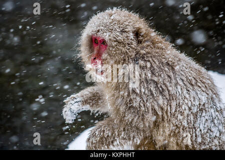 Eine verschneite nach japanischen Makaken, oder snow Monkey, sitzt auf der Seite des Hot Spring in einem schweren Schneesturm. Diese Affen sind die nördlichsten nicht Stockfoto