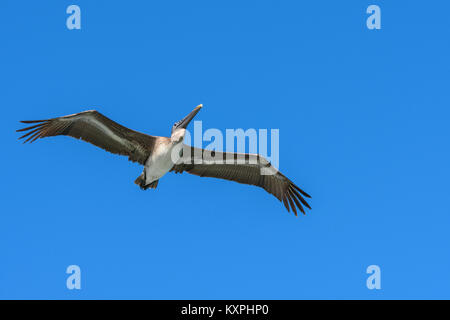 Amerikanische Braunpelikan fliegen. Pelecanus occidentalis. Und blauer Himmel. Stockfoto