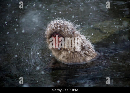 Einen japanischen Makaken, oder snow Monkey, sitzt in einer natürlichen heißen Quelle in einem schweren Schneesturm auf einem Berghang in Nagano, Japan, um warm zu bleiben. Diese Affen Stockfoto