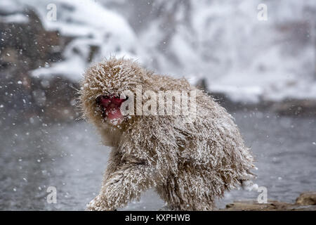 Einem jungen japanischen Makaken, oder snow Monkey, sitzt auf der Kante einer natürlichen heißen Quelle in einem schweren Schneesturm. Diese Affen sind die nördlichen die meisten Nicht-hum Stockfoto