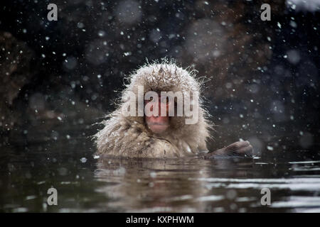 Einen japanischen Makaken, oder snow Monkey, sitzt in einer natürlichen heißen Quelle in einem schweren Schneesturm auf einem Berghang in Nagano, Japan, um warm zu bleiben. Diese Affen Stockfoto