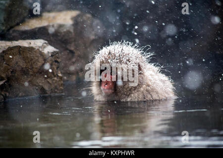 Einen japanischen Makaken, oder snow Monkey, sitzt in einer natürlichen heißen Quelle in einem schweren Schneesturm auf einem Berghang in Nagano, Japan, um warm zu bleiben. Diese Affen Stockfoto